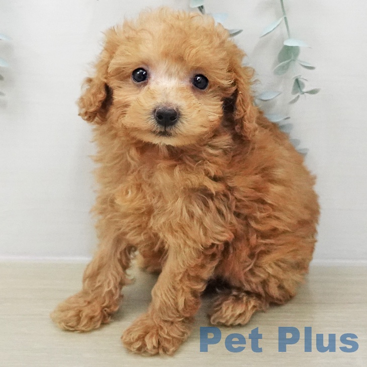 埼玉県のトイプードル(トイ) (ペットプラス 羽生店/2025年12月3日生まれ/女の子/アプリコット)の子犬
