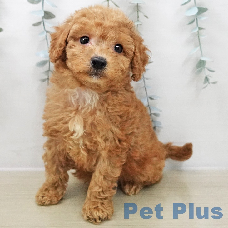 トイ・プードルの写真2