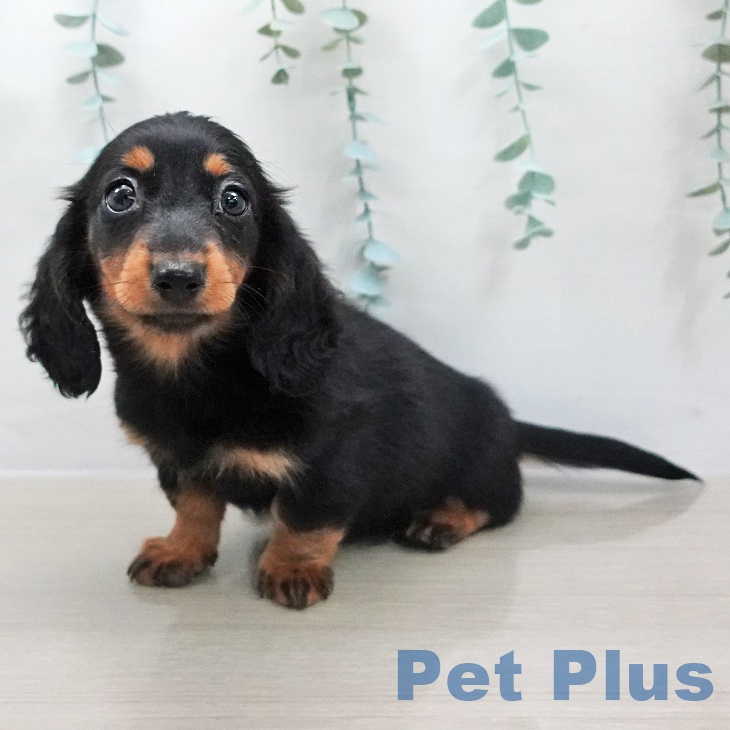 岩手県のミニチュアダックスフンド(ロング) (ペットプラス 盛岡南店/2025年12月2日生まれ/女の子/ブラックタン)の子犬の2枚目の画像