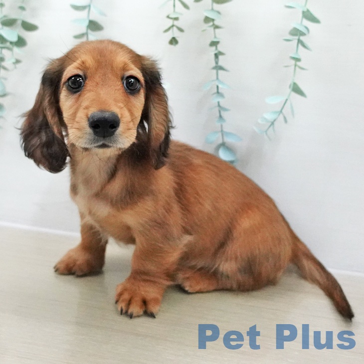 福島県のミニチュアダックスフンド(ロング) (ペットプラス 福島店/2025年12月2日生まれ/男の子/シェーデットレッド)の子犬の1枚目の画像