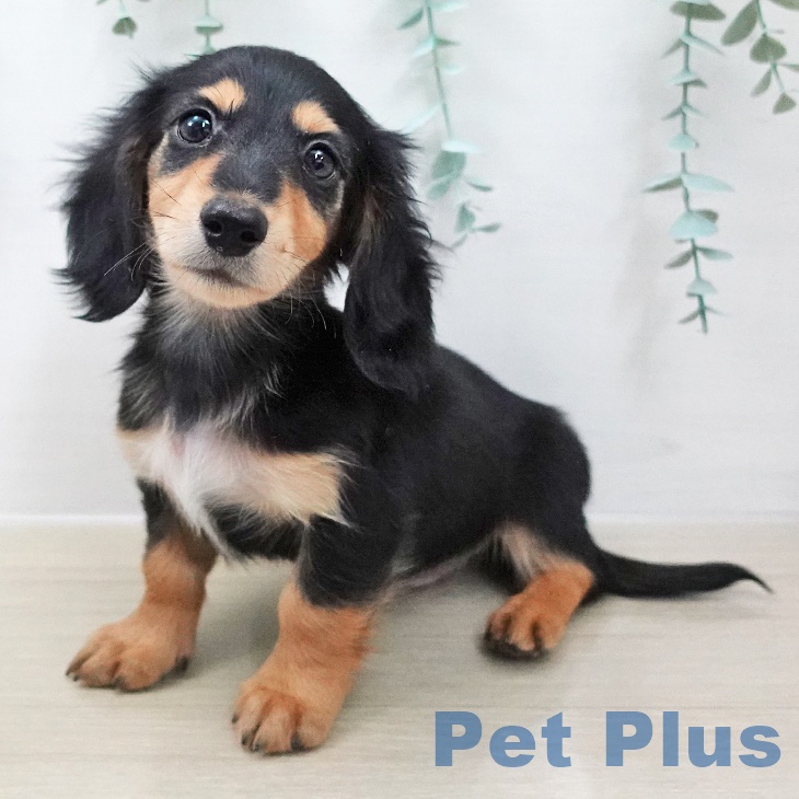 東京都のミニチュアダックスフンド(ロング) (ペットプラス むさし村山店/2025年12月3日生まれ/男の子/ブラックタン)の子犬の1枚目の画像