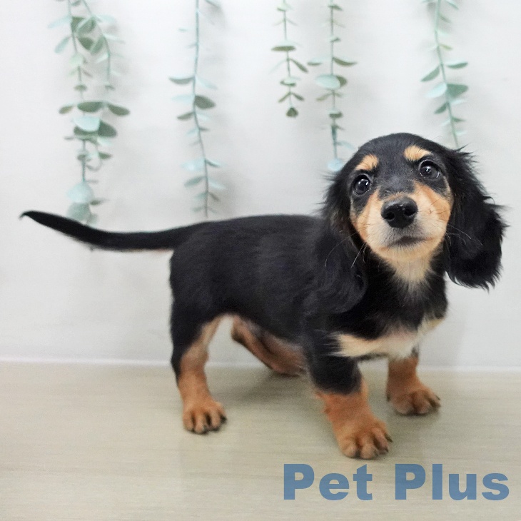 東京都のミニチュアダックスフンド(ロング) (ペットプラス むさし村山店/2025年12月3日生まれ/男の子/ブラックタン)の子犬の2枚目の画像
