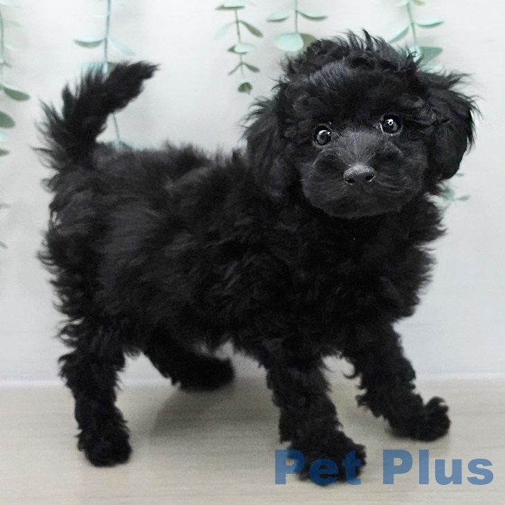 東京都のトイプードル(トイ) (ペットプラス 日の出店/2025年12月3日生まれ/男の子/ブラック)の子犬の1枚目の画像