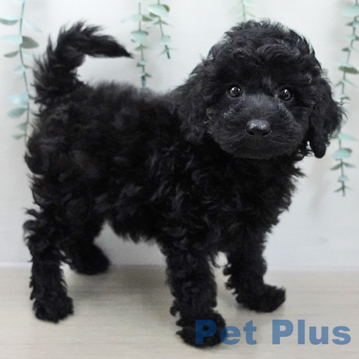 神奈川県のトイプードル(トイ) (ペッツワン 横須賀久里浜店/2025年12月3日生まれ/男の子/ブラック)の子犬の2枚目の画像