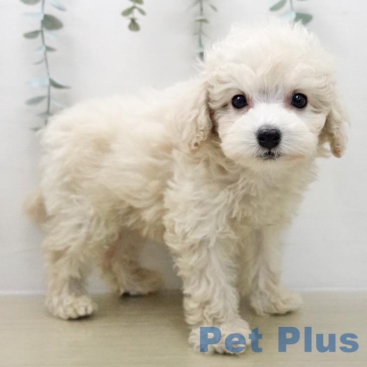 トイ・プードル