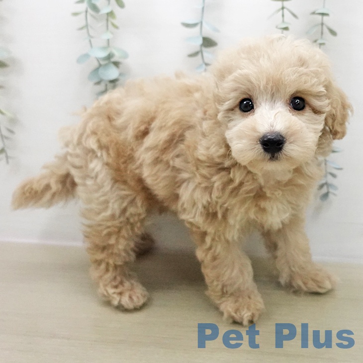 トイ・プードル