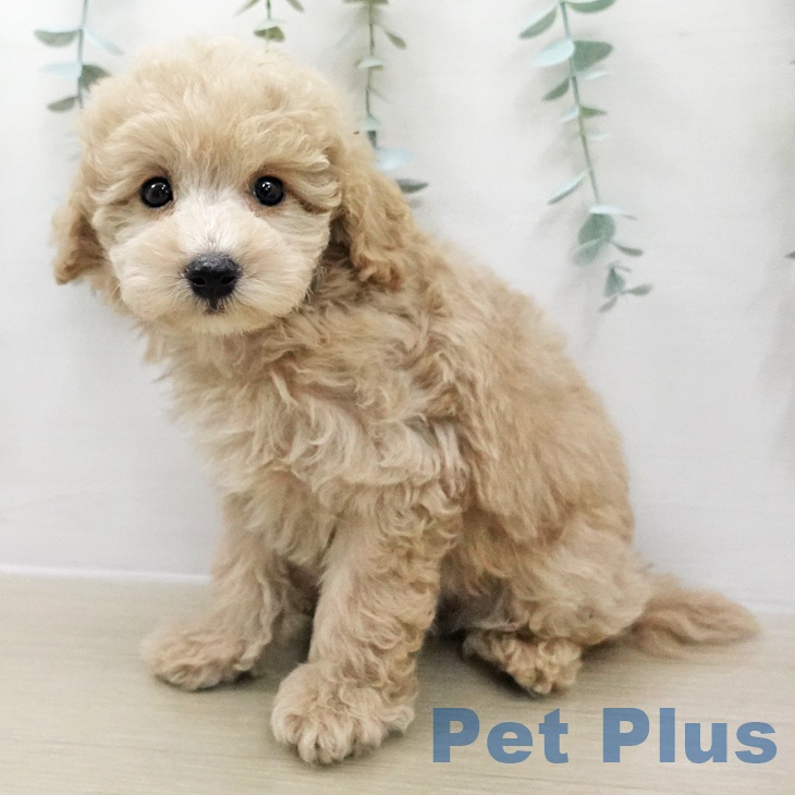 茨城県のトイプードル(トイ) (ペッツワン 古河店/2025年12月3日生まれ/男の子/クリーム)の子犬の2枚目の画像