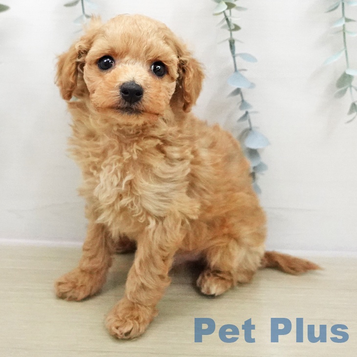 福島県のトイプードル(トイ) (ペットプラス 福島店/2025年12月3日生まれ/男の子/アプリコット)の子犬の1枚目の画像
