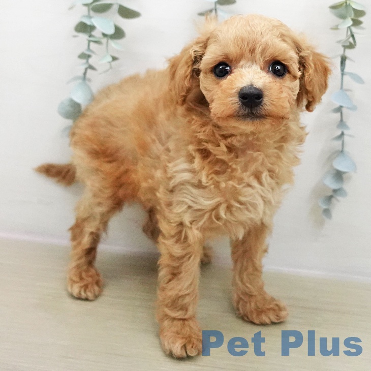 福島県のトイプードル(トイ) (ペットプラス 福島店/2025年12月3日生まれ/男の子/アプリコット)の子犬の2枚目の画像