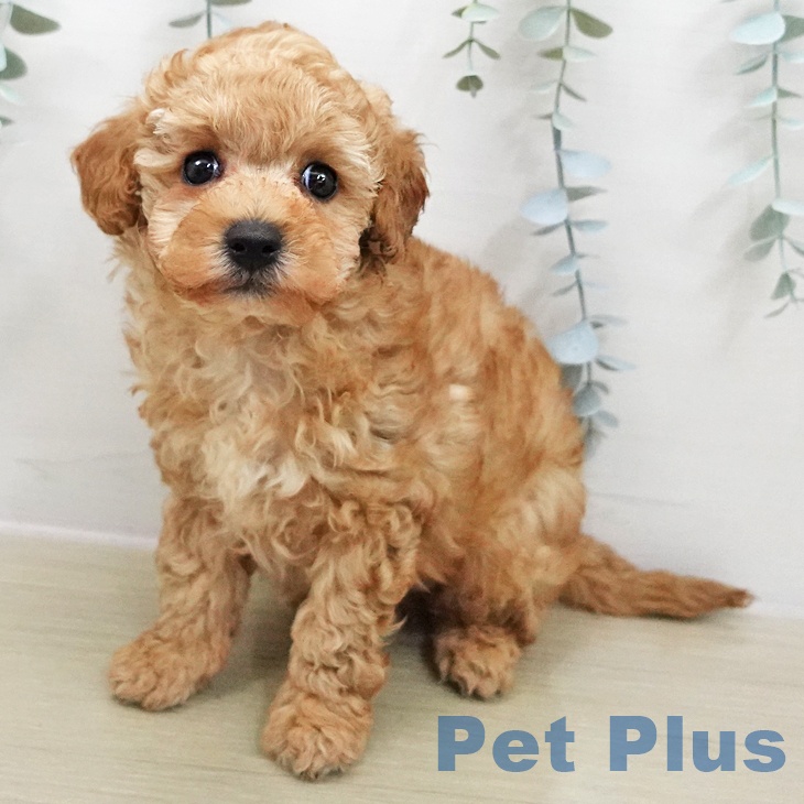 トイ・プードル