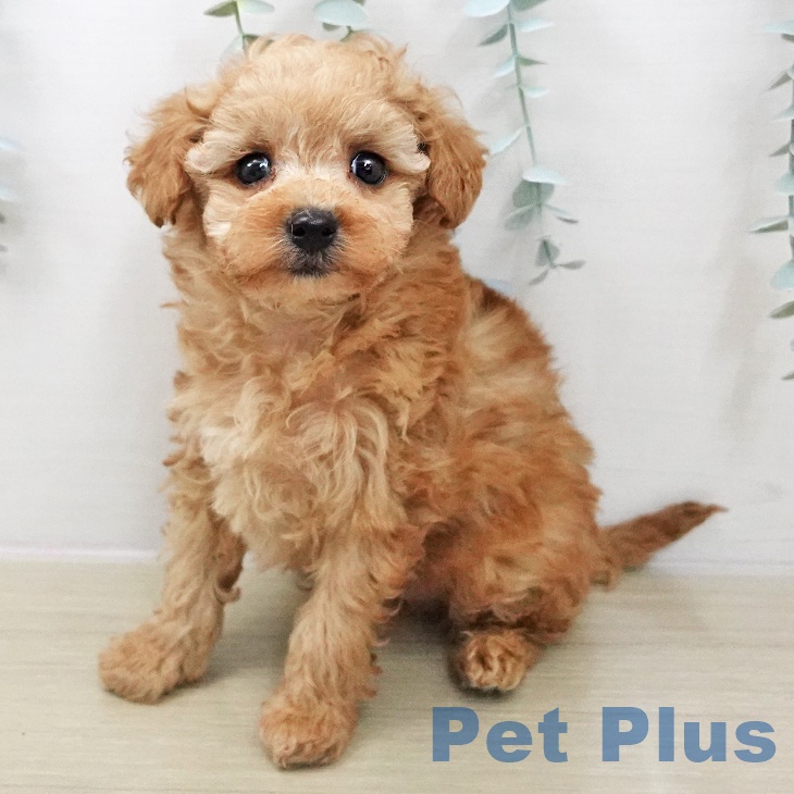 トイ・プードル