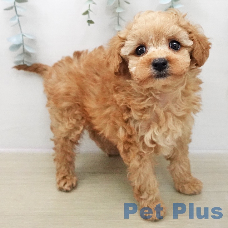 茨城県のトイプードル(トイ) (ペッツワン 古河店/2025年12月3日生まれ/男の子/アプリコット)の子犬の2枚目の画像