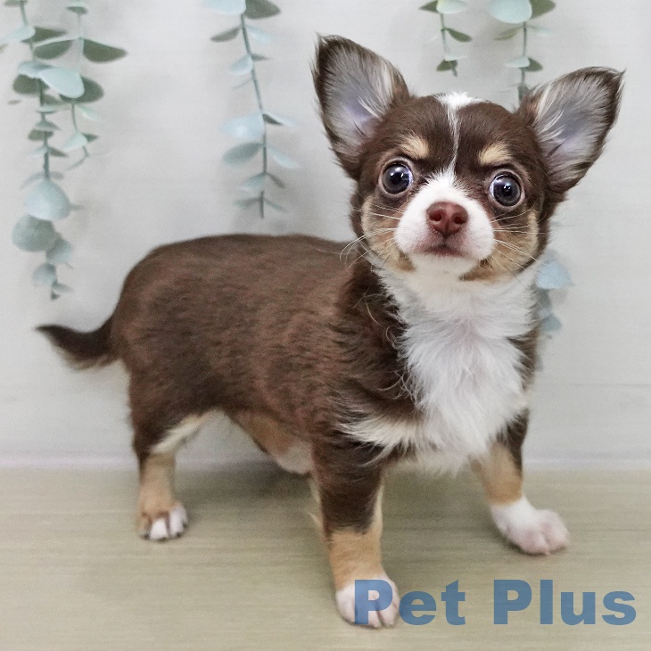神奈川県のチワワ(ロング) (ペットプラス 湘南平塚店/2025年12月2日生まれ/女の子/チョコレートタンホワイト)の子犬の1枚目の画像