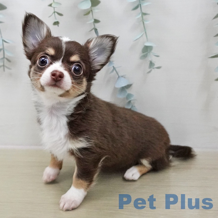 神奈川県のチワワ(ロング) (ペットプラス 湘南平塚店/2025年12月2日生まれ/女の子/チョコレートタンホワイト)の子犬の2枚目の画像