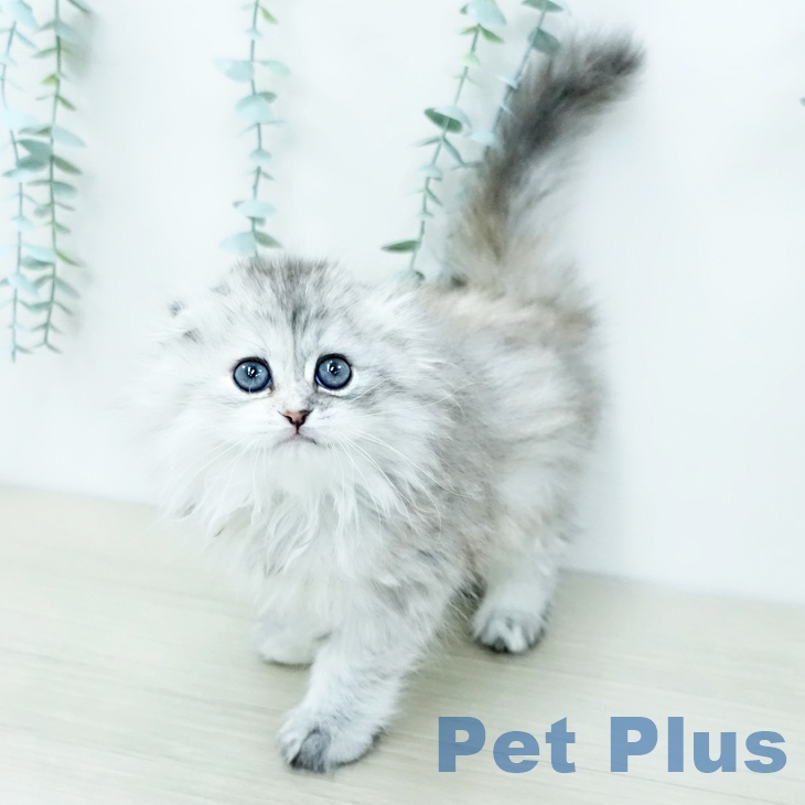 スコティッシュフォールドの写真2