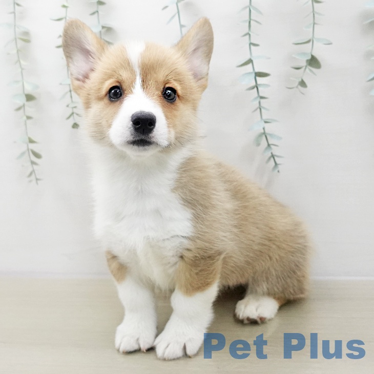 ウェルシュ・コーギー・ペンブローク