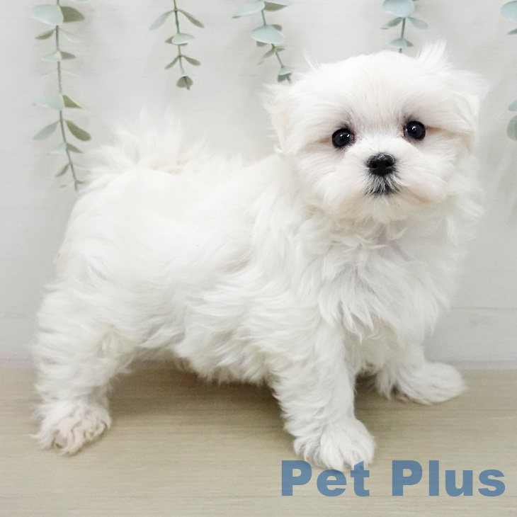 マルチーズの写真2