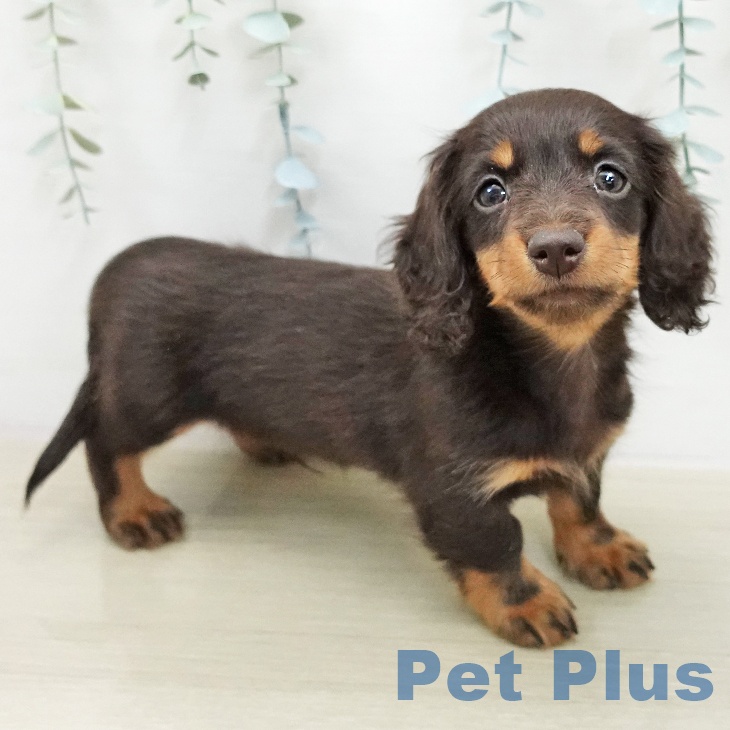 ミニチュア・ダックスフンド