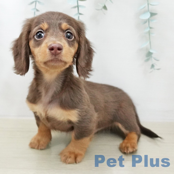 ミニチュア・ダックスフンド