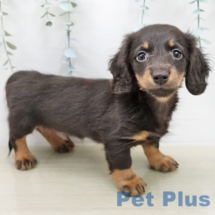 埼玉県のミニチュアダックスフンド(ロング) (ペットプラス ららぽーと富士見店/2025年12月2日生まれ/男の子/チョコレートタン)の子犬