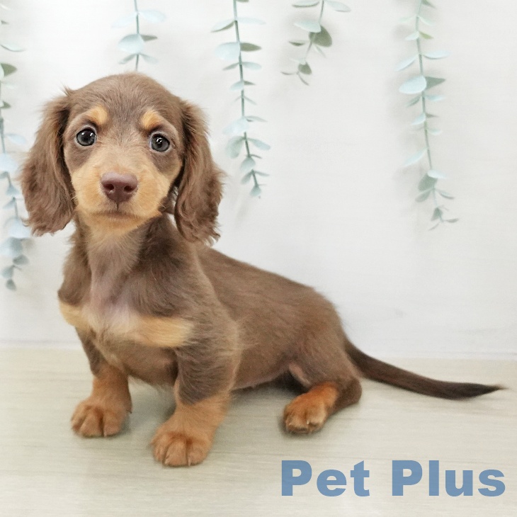 ミニチュア・ダックスフンド