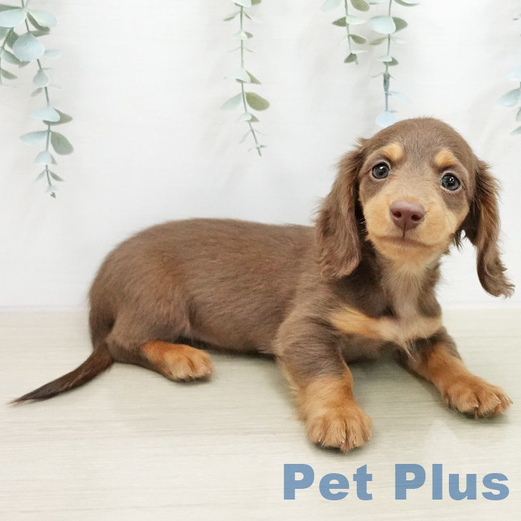 ミニチュア・ダックスフンドの写真2