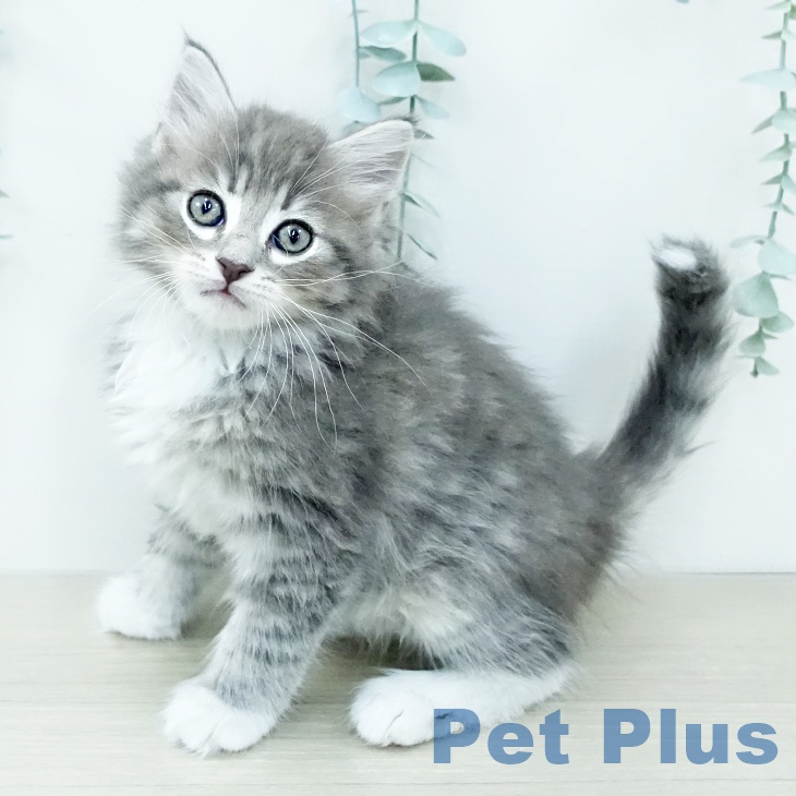 宮城県のサイベリアン (ペットプラス 仙台上杉店/2025年12月3日生まれ/男の子/ブルータビーホワイト)の子猫