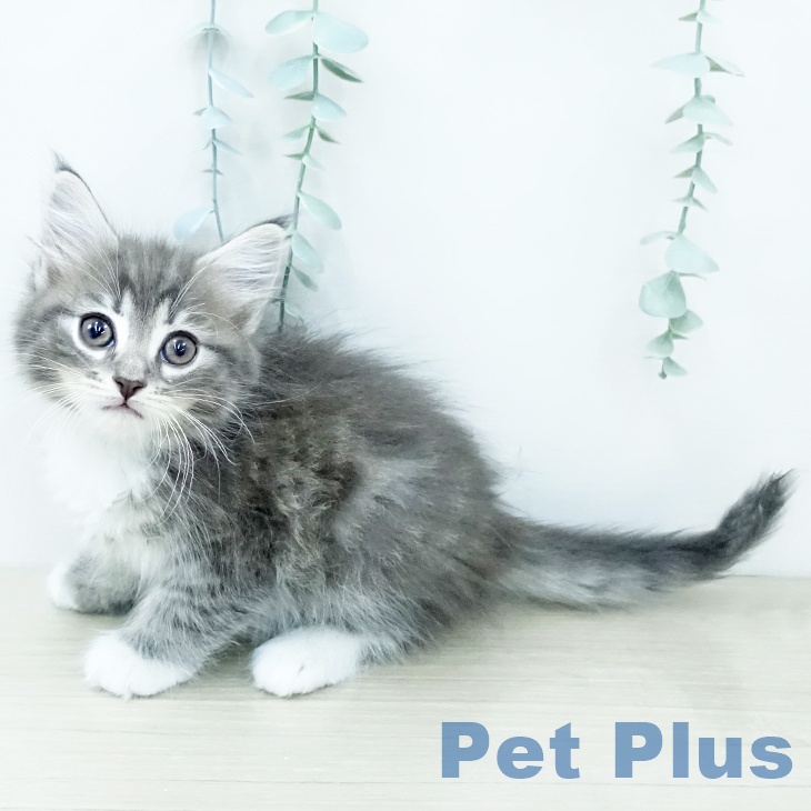 埼玉県のサイベリアン (ペットプラス ららぽーと新三郷店/2025年12月3日生まれ/女の子/ブルータビーホワイト)の子猫の1枚目の画像
