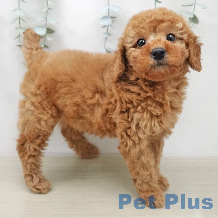 トイ・プードル