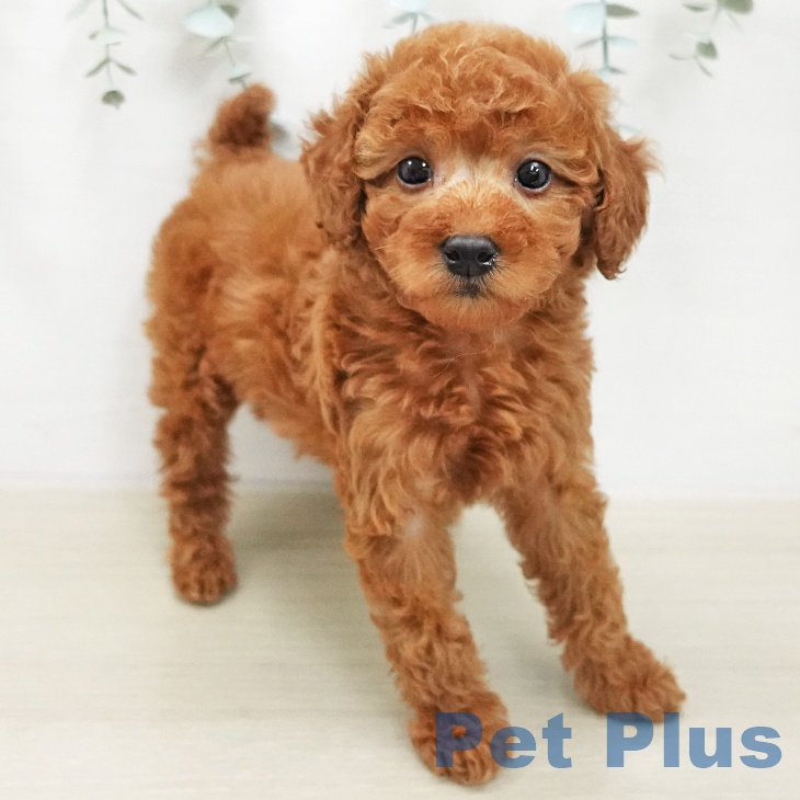 トイ・プードルの写真2