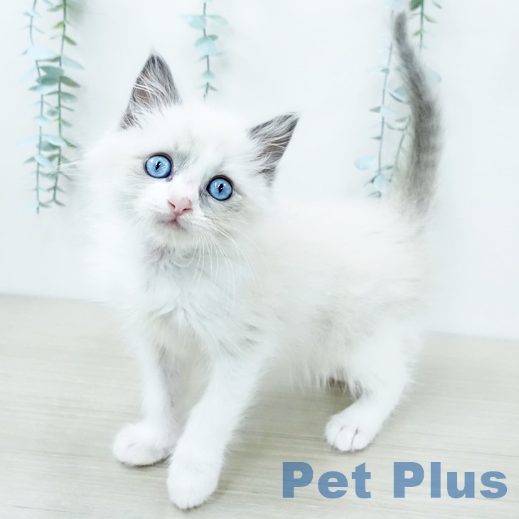 神奈川県のラグドール (ペットプラス 新百合丘店/2025年11月21日生まれ/男の子/ブルーポイントバイカラー)の子猫の1枚目の画像