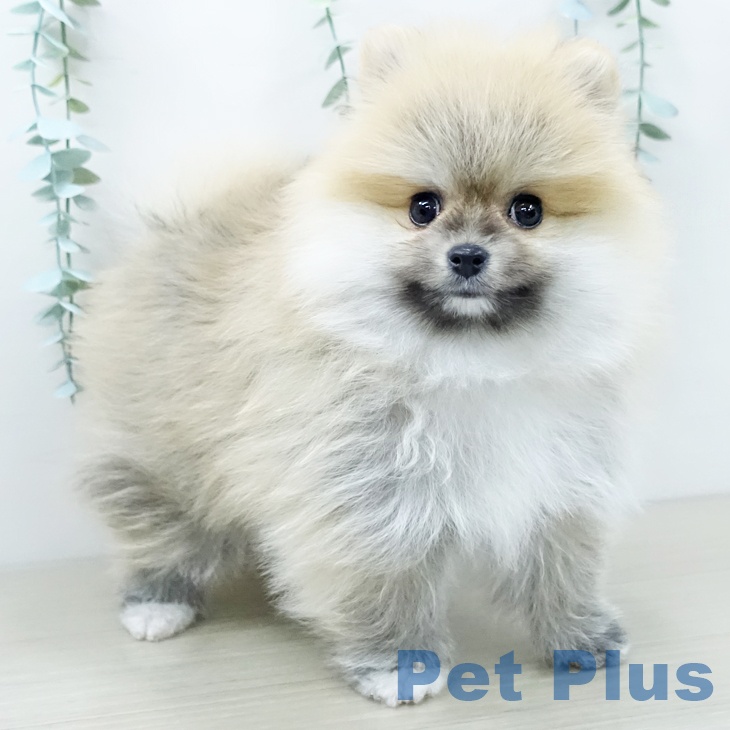ポメラニアンの写真2