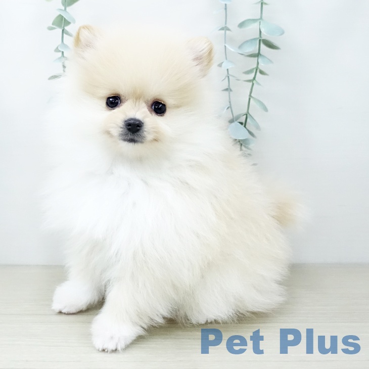 東京都のポメラニアン (ペットプラス 日の出店/2025年11月30日生まれ/女の子/クリーム)の子犬の1枚目の画像