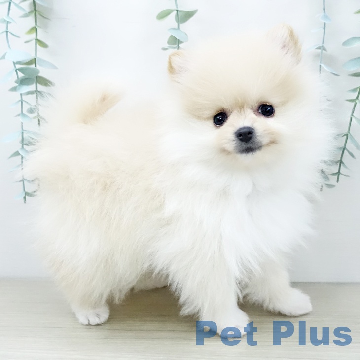 東京都のポメラニアン (ペットプラス 日の出店/2025年11月30日生まれ/女の子/クリーム)の子犬の2枚目の画像