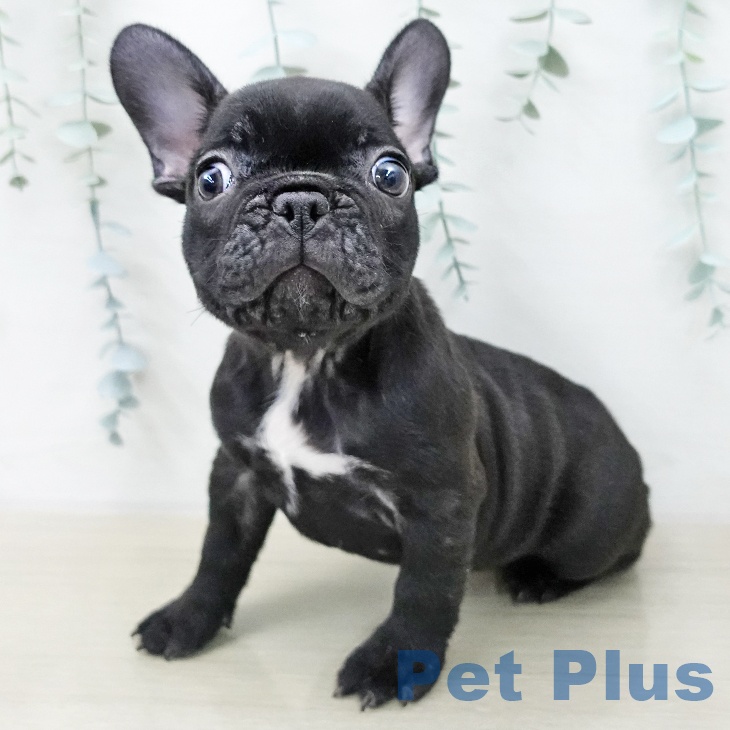 フレンチ・ブルドッグ