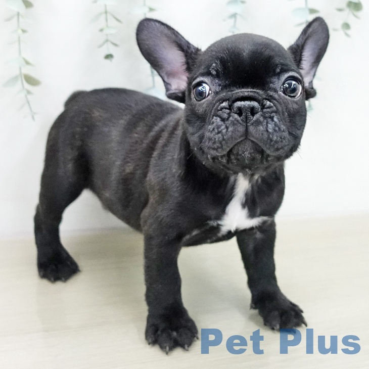 フレンチ・ブルドッグの写真2