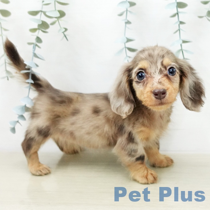 カニーンヘン・ダックスフンド