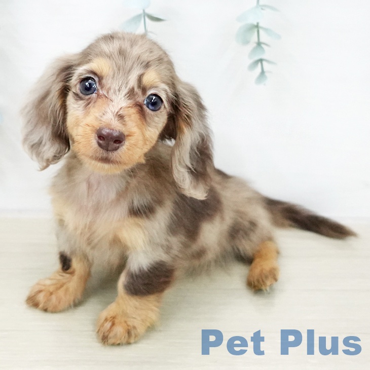 カニーンヘン・ダックスフンドの写真2