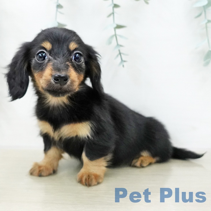 カニーンヘン・ダックスフンド