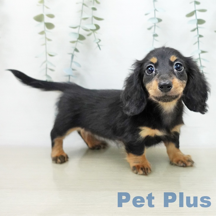 カニーンヘン・ダックスフンド