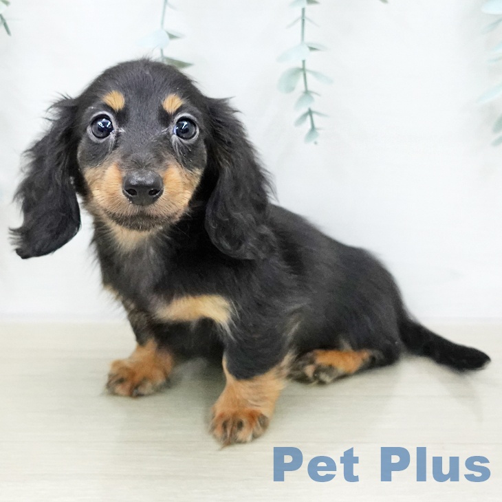 カニーンヘン・ダックスフンドの写真2