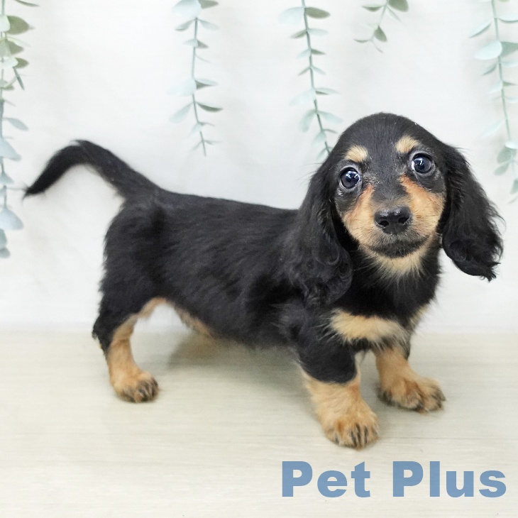 カニーンヘン・ダックスフンド