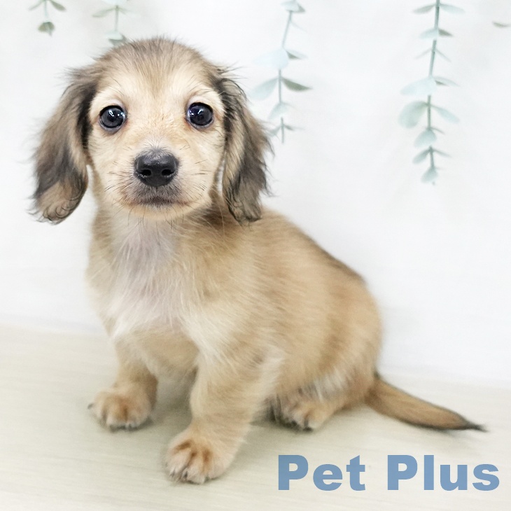 カニーンヘン・ダックスフンド