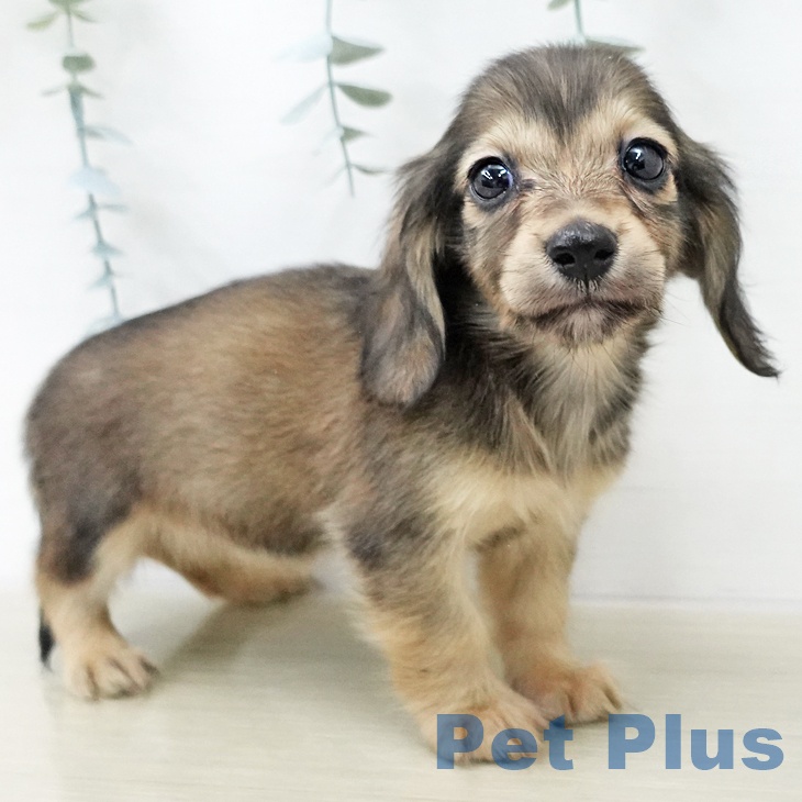 カニーンヘン・ダックスフンド