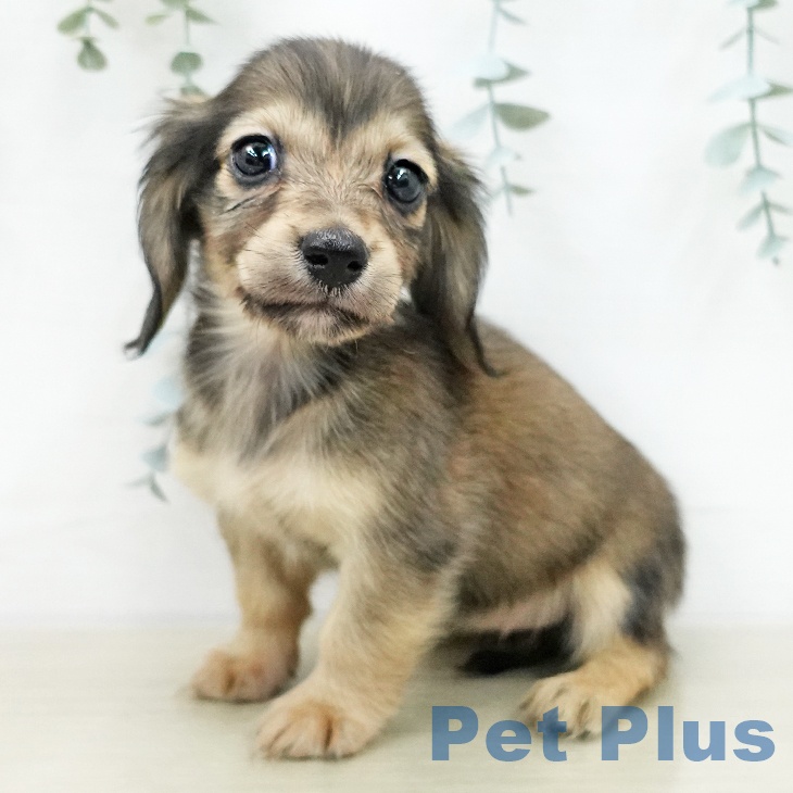 カニーンヘン・ダックスフンドの写真2