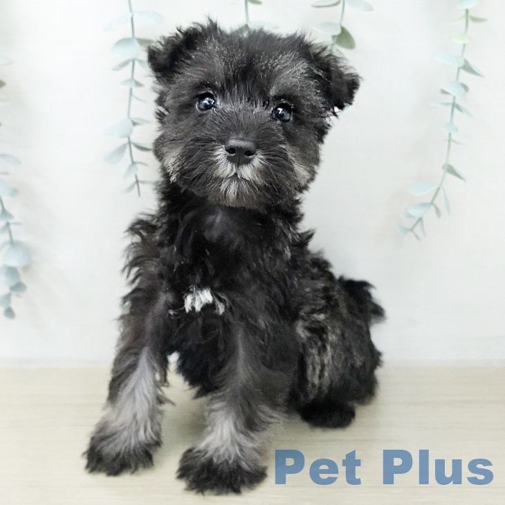 ミニチュア・シュナウザー