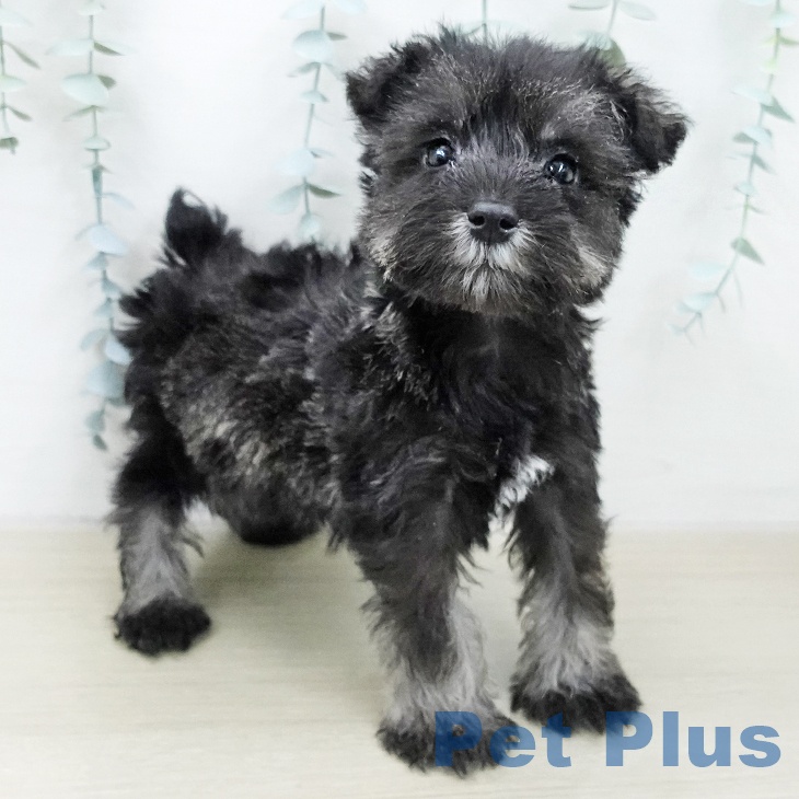 東京都のミニチュアシュナウザー (ペットプラス むさし村山店/2025年11月27日生まれ/男の子/ソルトペッパー)の子犬の2枚目の画像