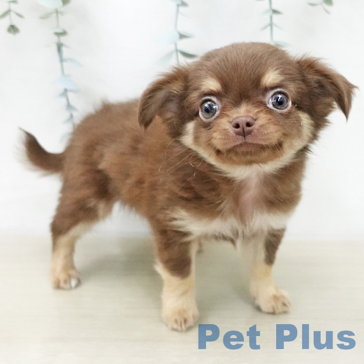 山梨県のチワワ(ロング) (ペットプラス 甲府昭和店/2025年12月4日生まれ/男の子/チョコレートタンホワイト)の子犬の1枚目の画像