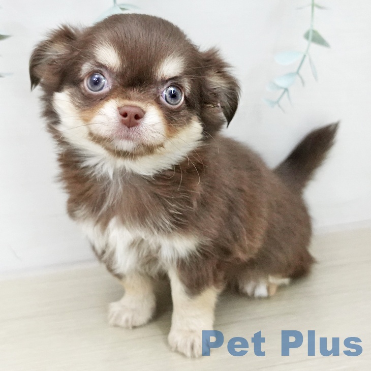 長野県のチワワ(ロング) (ペットプラス 松本店/2025年12月4日生まれ/女の子/チョコレートタンホワイト)の子犬の2枚目の画像