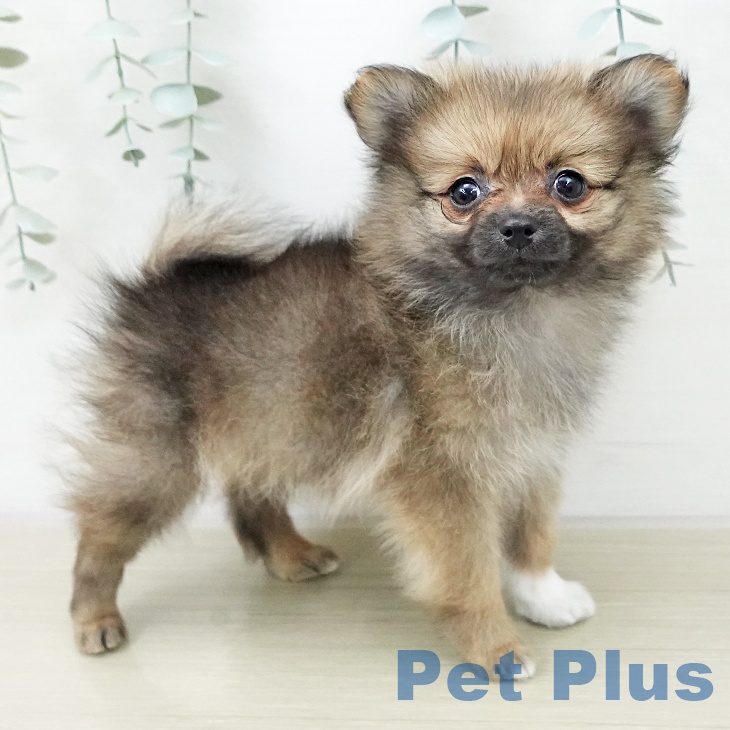 ポメラニアンの写真2